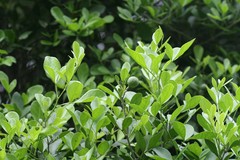 Pleiospermium alatum